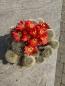 Preview: Rebutia rot